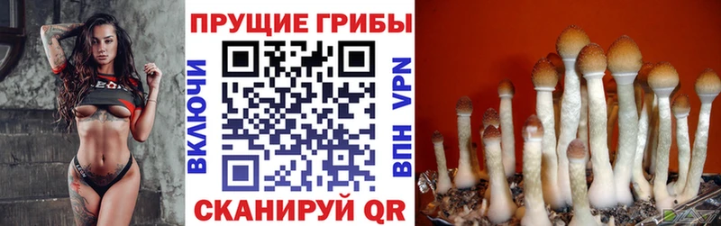 Галлюциногенные грибы ЛСД  кракен вход  Ужур  закладки 
